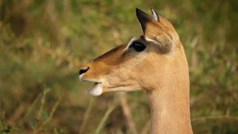 Slow motion: Closeup, profile head alert adult female impala chewing, looks left Stock Footage 105837405