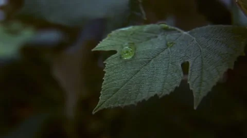 Slow Motion closeup of Rain Drop on grapevine leaf Stock Footage 8510096