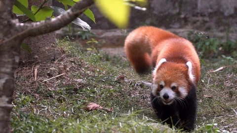 Slow motion, Closeup of red panda walking in woodland habitats. Lesser panda-Dan Stock Footage 97746503