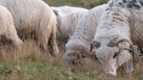 Slow motion closeup of a sheep grazing on a mountain meadow Stock Footage 291519072