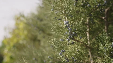 Slow motion closeup shot of juniper tree with berries Stock Footage 277092255