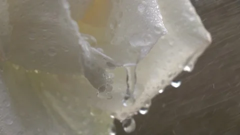 Slow motion closeup shot of rain drops drippling from rose petals. Видео 90449931