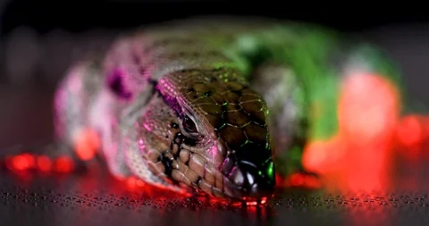 Slow Motion Closeup Of Tegu Lizard Licking Water Spray &amp; Lit By Colorful Lights Видео 108395306