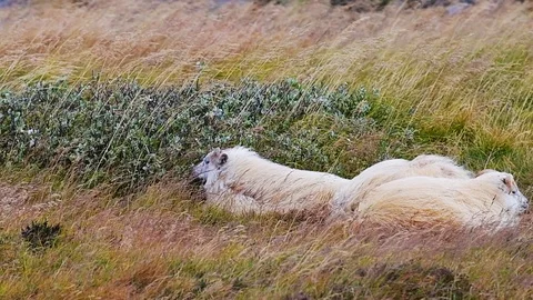 Slow motion closeup of three  Icelandic sheep in field, strong wind, Iceland Video stock 106823411