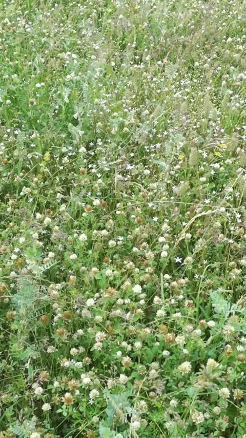 Slow motion clover meadow moving in gentle summer breeze 動画素材 343590470