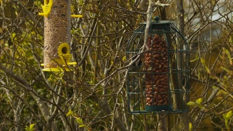 Slow motion Coal tit climbing out of feeder and flying off as Great tit arrives Stock Footage 114464033
