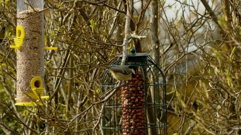Slow motion Coal tit flying off branch Stock Footage 114457147