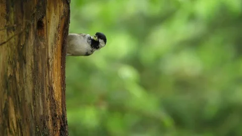 Slow motion Coal tit Parus ater flies to nest box with food Stock Footage 87046319