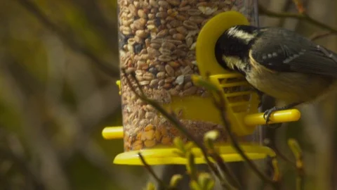 Slow motion Coal tit taking seeds out of feeder Stock Footage 114462366