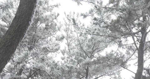 Slow motion coastal pine forest under snow in Japan Video stock 348214688
