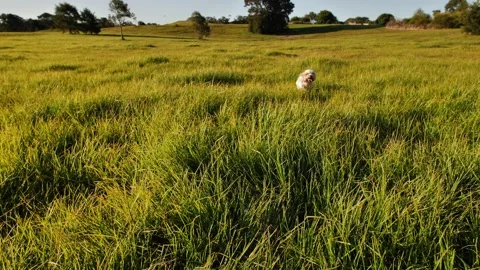 Slow motion Cockapoo dog running through long grass 4K Stock Footage 197907231