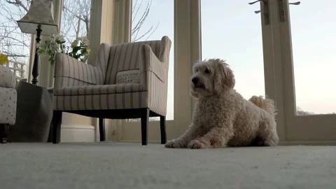Slow motion cockapoo dog sits on floor Stock Footage 231980487