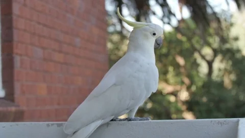 Slow Motion Cockatoo Stock Footage 81362272