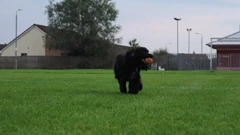 Slow Motion, Cocker Spaniel Running Across Grassy Local Park Vídeo Stock 343784426