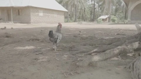 Slow motion of a cockerel walking through a yard in Sierra Leone Video stock 244839513