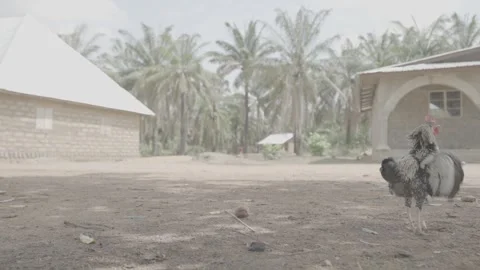 Slow motion of cockerel in a yard Stock Footage 244839498