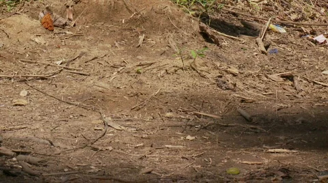 Slow motion coconut falling from tree Video stock 523592