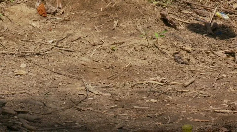 Slow motion coconut falling from tree Video stock 524754