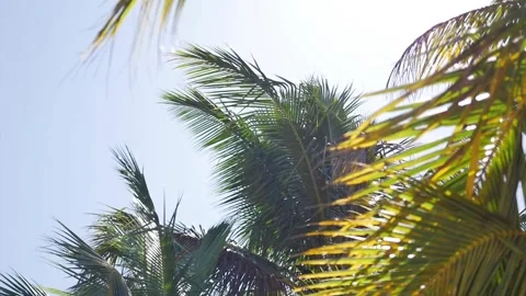 Slow motion of coconut tree leaves moving with the wind 스톡 동영상 255867359