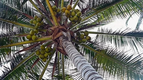Slow motion of coconut trees full of fruits in a tropic beach Vídeo Stock 126996659