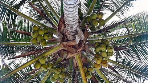 Slow motion of coconut trees full of fruits in a tropic beach Stock Footage 126997525