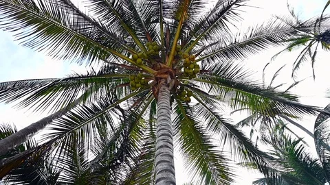 Slow motion of coconut trees full of fruits in a tropic beach Vidéo 126997574