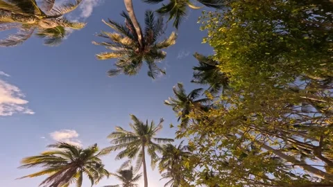 Slow motion of coconut trees passing under Sunny blue sky. Wide shot camera Video stock 281066592
