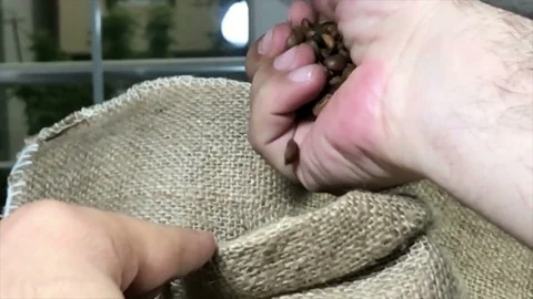 Slow motion Coffee bean seeds are falling from the ground. Stock Footage 75335175