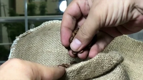 Slow motion Coffee bean seeds are falling from the ground. Stock Footage 75339050