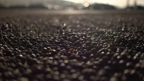 Slow motion of coffee beans being stirred in a specialty coffee yard Stock Footage 258600584