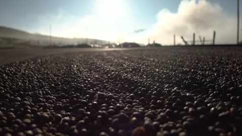 Slow motion of coffee beans being stirred in a specialty coffee yard Stock Footage 258600973