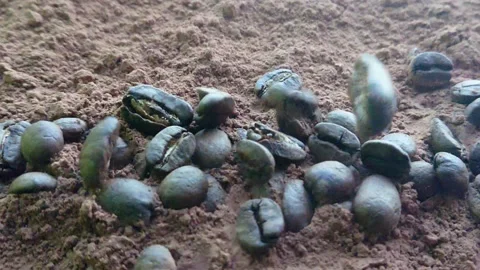 Slow motion coffee beans falling Stock Footage 88656644