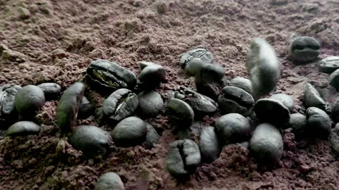 Slow motion coffee beans falling Stock Footage 88664361