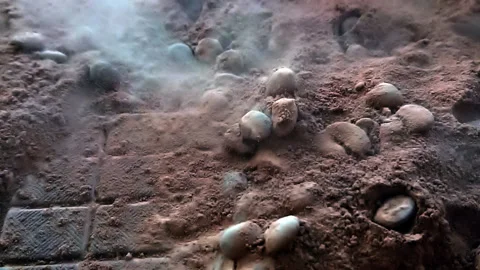 Slow motion coffee beans falling 스톡 동영상 88671660