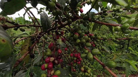 Slow Motion Coffee Beans Processing | Rusizi District Rwanda Coffee Production Stock Footage 337623867