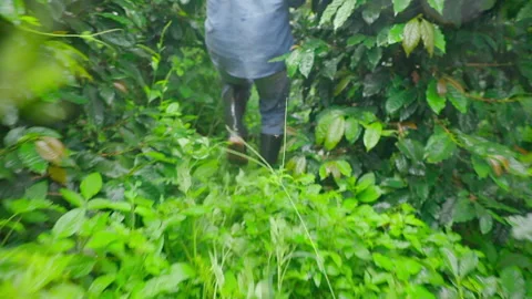 Slow Motion Coffee Farmer Running Through Plantation in Latin America Video stock 316722425