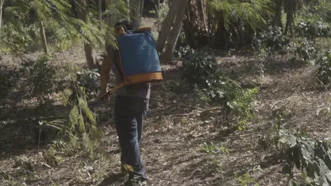 Slow motion coffee farmer spraying crops in tropical Latin America Stock Footage 208874990