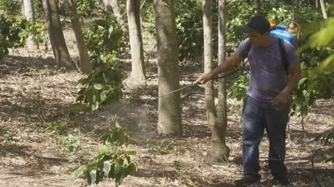 Slow motion coffee farmer spraying crops in tropical Latin America Stock Footage 208874993