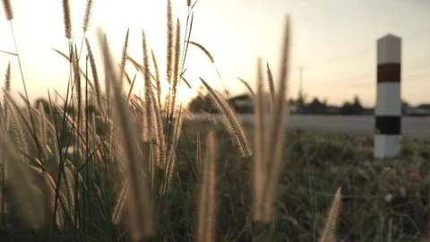 Slow motion of Cogon grass swaying flower by the wind with sunset in the rural. Stock Footage 121193012