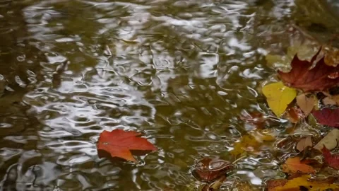 Slow motion of colored maple leaf floating in creek Stock Footage 159091925