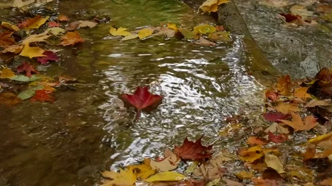 Slow motion of colored maple leaf floating in creek Stock Footage 159091968