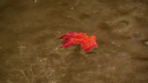 Slow motion of colored maple leaf floating in creek Stock Footage 159092014