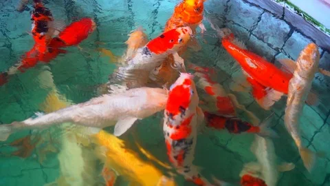 Slow motion colorful koi fish or fancy carp fish swimming underwater in pond Stock Footage 114693003