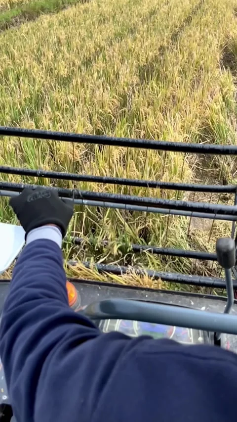 Slow Motion Combine Harvester Machine Harvesting Rice POV Stock Footage 330947955