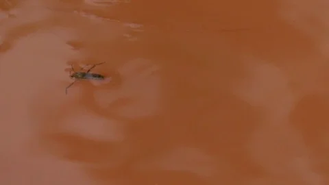 Slow motion: Common backswimmer (notonecta glauca), greater water boatman Stock Footage 79828950