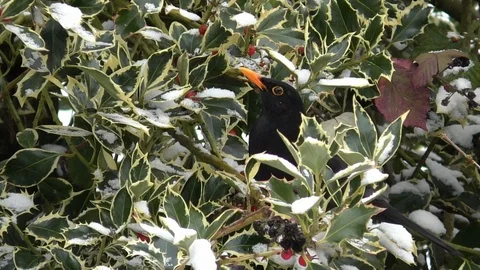 Slow-motion: common blackbird in snowy variegated holly bush in winter, pecking Stock Footage 101759996