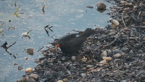 Slow-motion of the common blackbird taking off from the lakeshore Stock-Footage 186720954