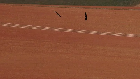 Slow-motion: Common buzzard (buteo buteo) chased by carrion crow (corvus corone) Stock Footage 97098311