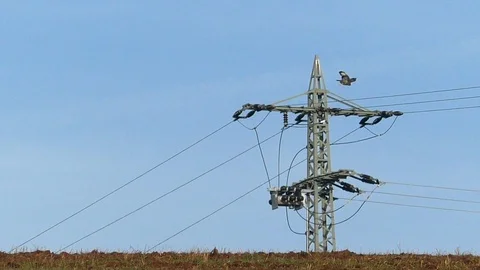 Slow-motion: Common buzzard (buteo buteo) taking off from top of power pylon Video stock 100708092