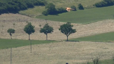 Slow-motion: common buzzard in flight looking at you, floating over landscape Stock Footage 111277807